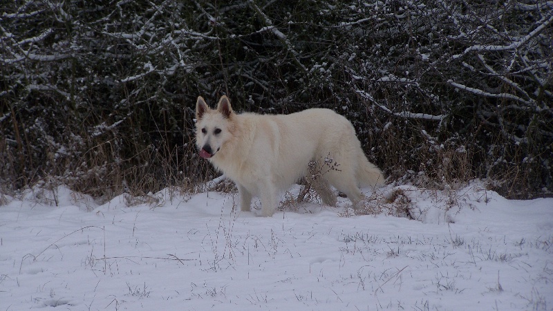 Du terrier des loups blancs Cysko du domaine du chène au loup