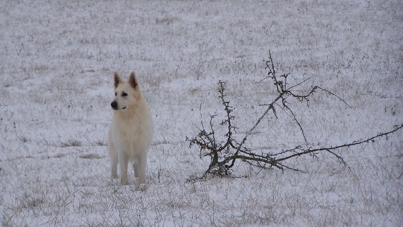 Du terrier des loups blancs Cysko du domaine du chène au loup