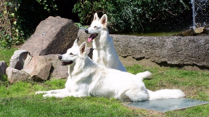 Du terrier des loups blancs - Berger Blanc Suisse - Portée née le 25/04/2016