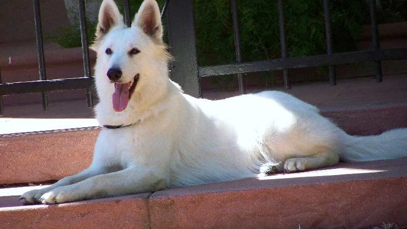 Du terrier des loups blancs Danka of trebons