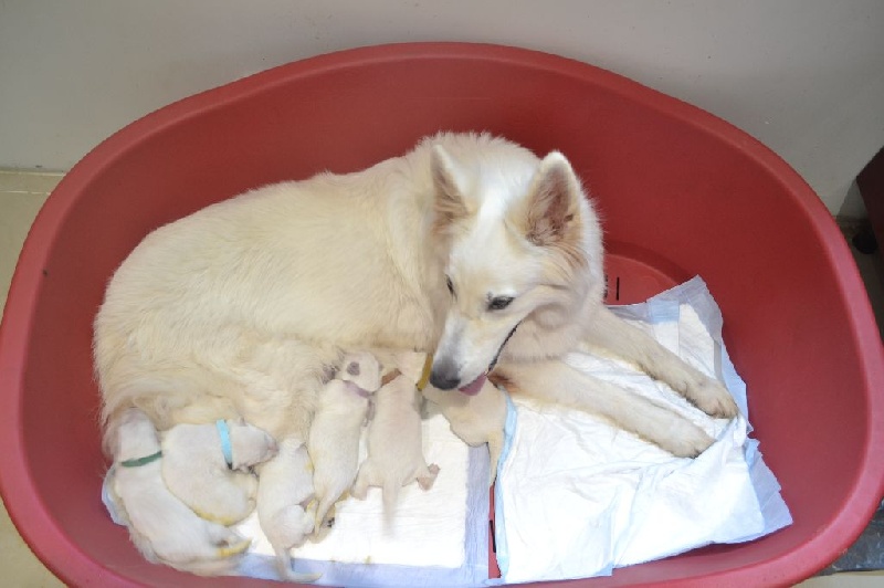 Du terrier des loups blancs - Berger Blanc Suisse - Portée née le 26/06/2016